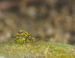 Alone by Nick Utchin 